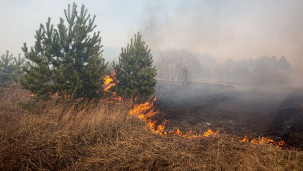 Пожары в Амурской области - Sputnik Latvija