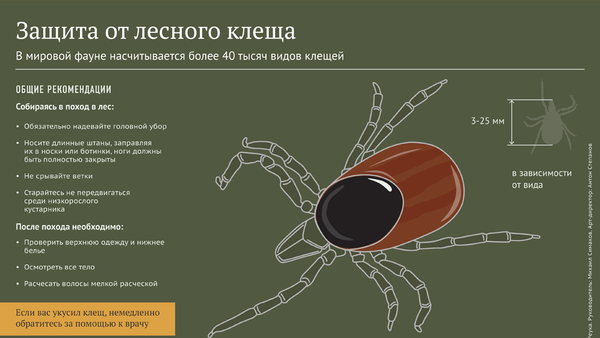 Защита от лесного клеща - Sputnik Латвия