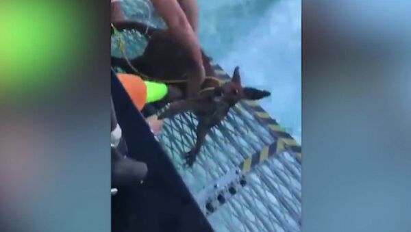 Рыбаки спасли тонущего в море кенгуру - Sputnik Latvija