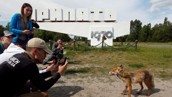 Туристы фотографируют лису в городе Припять у Чернобыльской АЭС - Sputnik Латвия