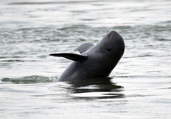 Иравадийский дельфин плавает в реке Меконг - Sputnik Латвия