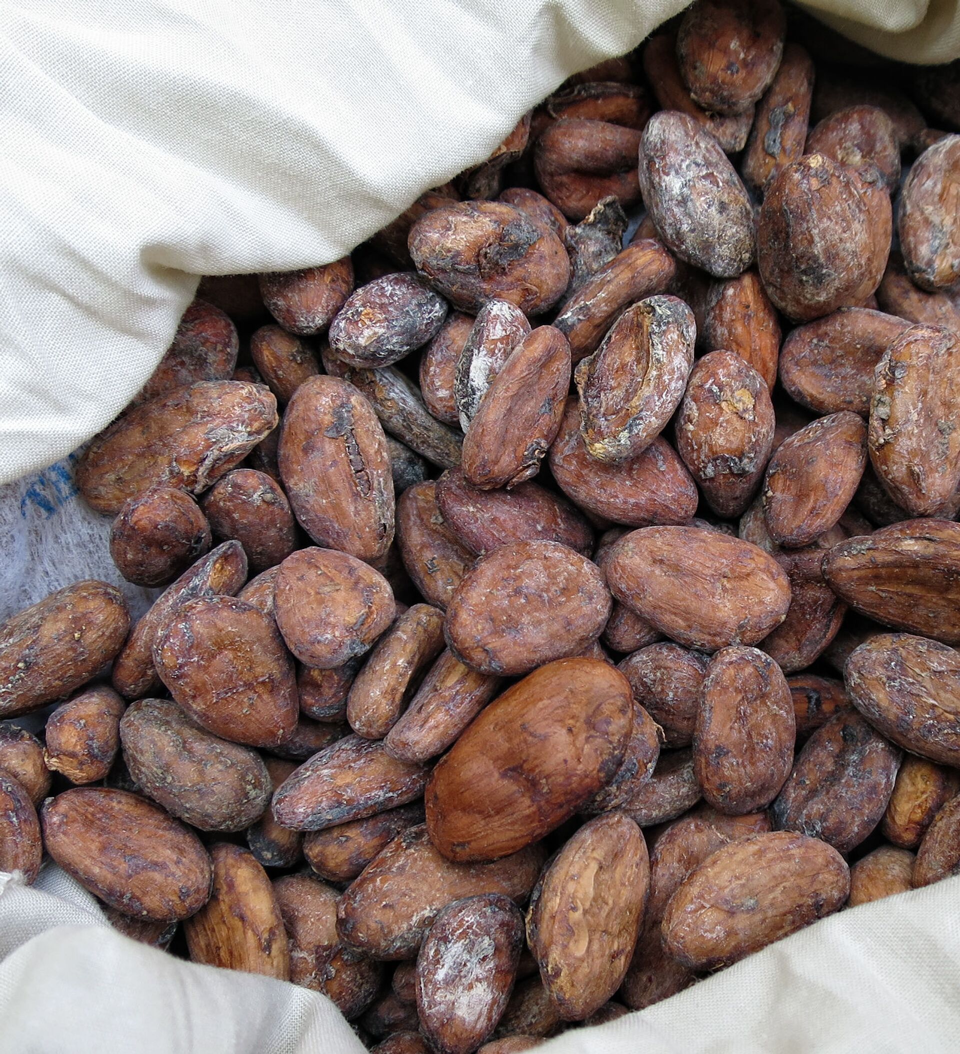 Цены на какао бобы. Криолло какао Бобы. Зерна какао. Какао Ариба какао. Какао Бобы jpeg.