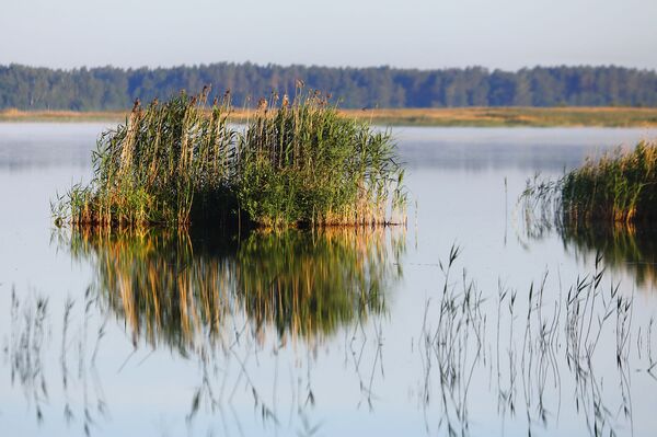 Куда уходит вода из озера Энгуре, и как независимость Латвии связана с вымиранием птиц Куда уходит вода из озера Энгуре, и как независимость Латвии связана с вымиранием птиц - Sputnik Латвия