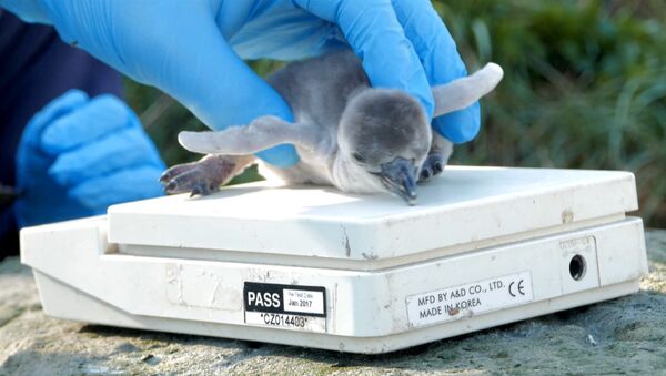 Первые шаги и взвешивание новорожденного пингвиненка в Великобритании - Sputnik Latvija