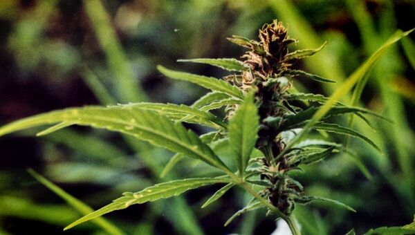 Конопля индийская (Cannabis sativa subsp. indica) - Sputnik Latvija