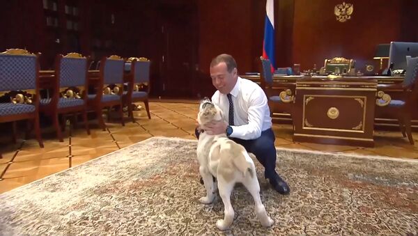 Медведев показал подросшего щенка, подаренного президентом Туркмении - Sputnik Латвия