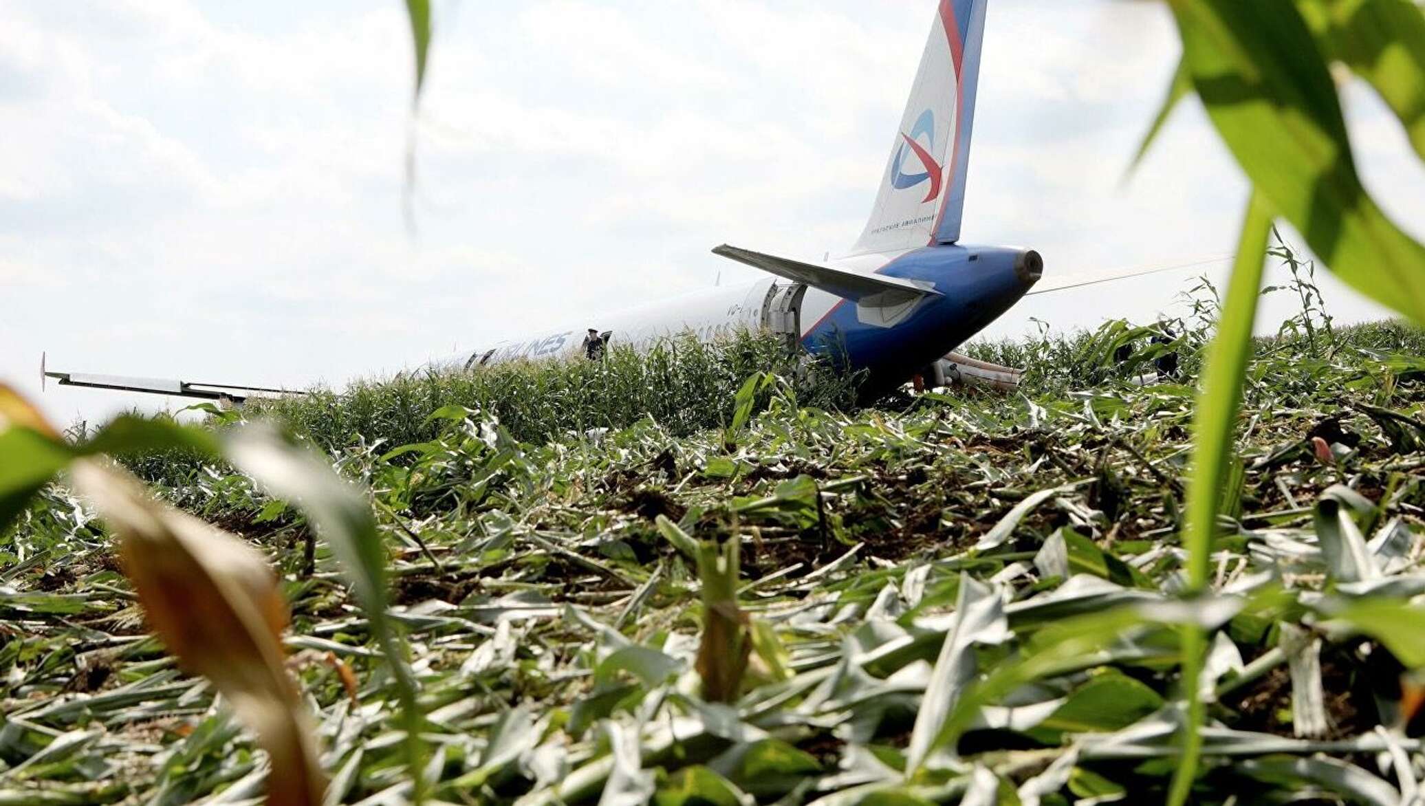 Самолет в поле кукурузы фото