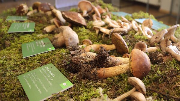 Традиционная осенняя выставка грибов в Латвийском музее природы - Sputnik Латвия