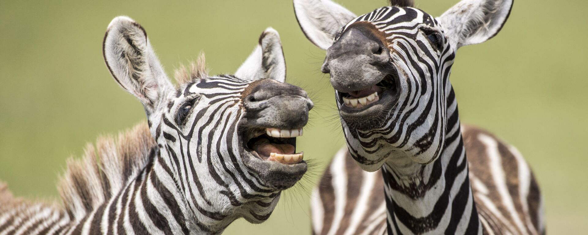 Снимок Laughing Zebra британского фотографа Peter Haygarth, вошедший в список финалистов конкурса Comedy Wildlife Photography Awards - 2019 - Sputnik Латвия, 1920, 17.09.2019