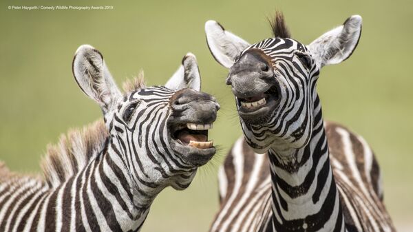 Снимок Laughing Zebra британского фотографа Peter Haygarth, вошедший в список финалистов конкурса Comedy Wildlife Photography Awards - 2019 - Sputnik Латвия