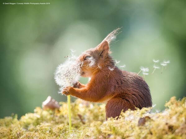 Снимок Squirrel wishes шведского фотографа Geert Weggen, вошедший в список финалистов конкурса Comedy Wildlife Photography Awards 2019 - Sputnik Латвия