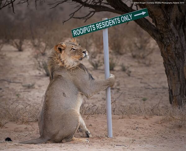 Снимок Lion take away южноафриканского фотографа Willem Kruger, вошедший в список финалистов конкурса Comedy Wildlife Photography Awards 2019 - Sputnik Латвия