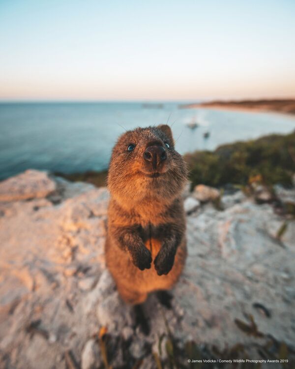 Снимок Excuse Me! австралийского фотографа James Vodicka, вошедший в список финалистов конкурса Comedy Wildlife Photography Awards 2019 Снимок Excuse Me! австралийского фотографа James Vodicka, вошедший в список финалистов конкурса Comedy Wildlife Photography Awards 2019 - Sputnik Латвия
