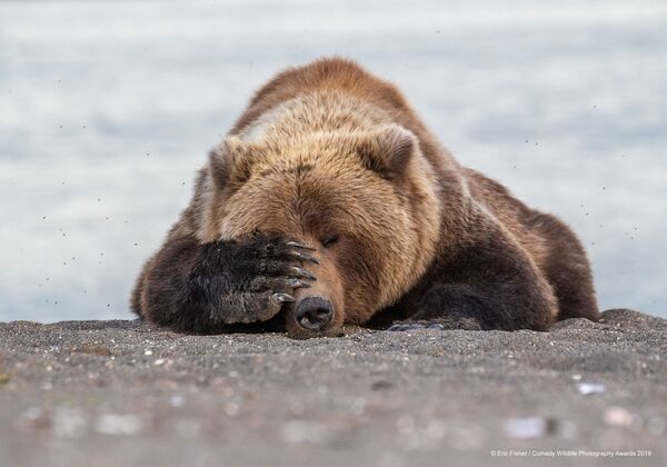 Снимок Monday Morning Blues американского фотографа Eric Fisher, вошедший в список финалистов конкурса Comedy Wildlife Photography Awards 2019 Снимок Monday Morning Blues американского фотографа Eric Fisher, вошедший в список финалистов конкурса Comedy Wildlife Photography Awards 2019 - Sputnik Латвия