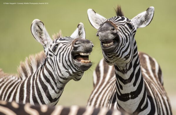 Снимок Laughing Zebra британского фотографа Peter Haygarth, вошедший в список финалистов конкурса Comedy Wildlife Photography Awards 2019 - Sputnik Латвия