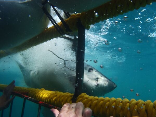Плавание с белой акулой - Sputnik Латвия