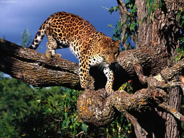 Амурский леопард на дереве - Sputnik Латвия