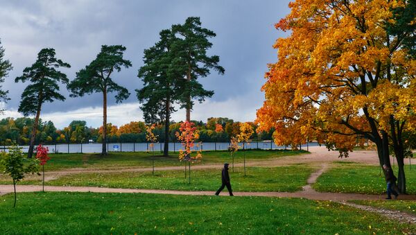 Прохожий гуляет в парке около Суздальских озер в Санкт-Петербурге - Sputnik Латвия