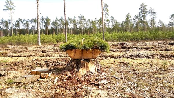 Вырубленный лес в Литве, архивное фото - Sputnik Latvija