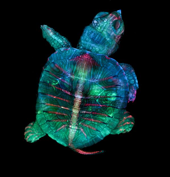 Снимок Fluorescent turtle embryo американских фотографов Teresa Zgoda & Teresa Kugler, ставший победителем в фотоконкурсе Nikon Small World - 2019 Снимок Fluorescent turtle embryo американских фотографов Teresa Zgoda & Teresa Kugler, ставший победителем в фотоконкурсе Nikon Small World - 2019 - Sputnik Латвия