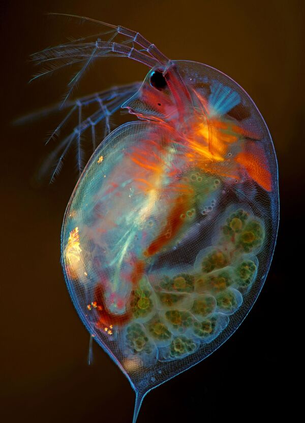 Снимок Pregnant Daphnia magna польского фотографа Marek Miś, занявший 15-е место в фотоконкурсе Nikon Small World - 2019 Снимок Pregnant Daphnia magna польского фотографа Marek Miś, занявший 15-е место в фотоконкурсе Nikon Small World - 2019 - Sputnik Латвия