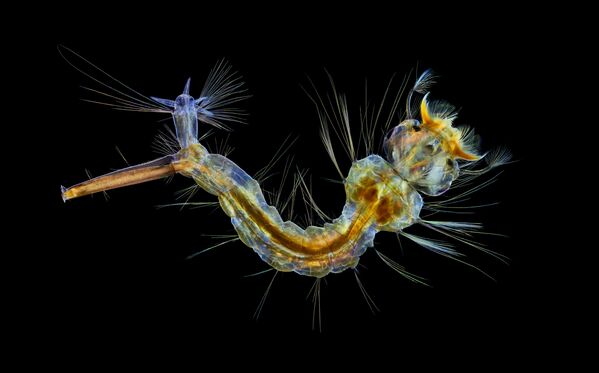 Снимок Mosquito larva британского фотографа Anne Algar, занявший 12 место в фотоконкурсе Nikon Small World 2019 Снимок Mosquito larva британского фотографа Anne Algar, занявший 12 место в фотоконкурсе Nikon Small World 2019 - Sputnik Латвия