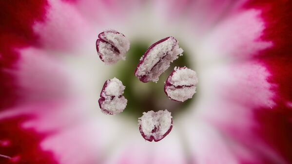 Снимок Chinese red carnation stamen испанского фотографа Dr. Guillermo López López, занявший 7-е место в фотоконкурсе Nikon Small World - 2019 Снимок Chinese red carnation stamen испанского фотографа Dr. Guillermo López López, занявший 7-е место в фотоконкурсе Nikon Small World - 2019 - Sputnik Латвия