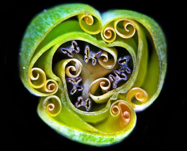 Снимок Tulip bud cross section украинского фотографа Andrei Savitsky, занявший 9-е место в фотоконкурсе Nikon Small World - 2019 Снимок Tulip bud cross section украинского фотографа Andrei Savitsky, занявший 9-е место в фотоконкурсе Nikon Small World - 2019 - Sputnik Латвия