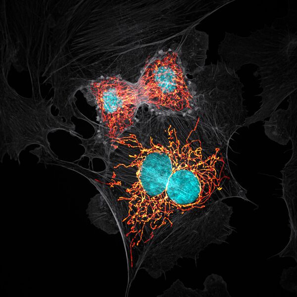 Снимок BPAE cells in telophase stage of mitosis американского фотографа Jason M. Kirk, занявший 10-е место в фотоконкурсе Nikon Small World - 2019 Снимок BPAE cells in telophase stage of mitosis американского фотографа Jason M. Kirk, занявший 10-е место в фотоконкурсе Nikon Small World - 2019 - Sputnik Латвия