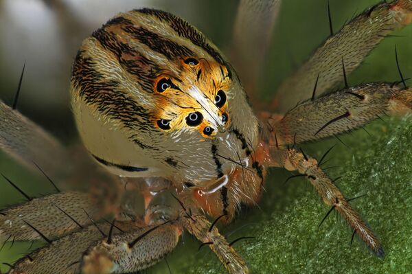 Снимок Female Oxyopes dumonti (lynx) spider фотографа Antoine Franck, занявший 14 место в фотоконкурсе Nikon Small World - 2019 Снимок Female Oxyopes dumonti (lynx) spider фотографа Antoine Franck, занявший 14 место в фотоконкурсе Nikon Small World - 2019 - Sputnik Латвия