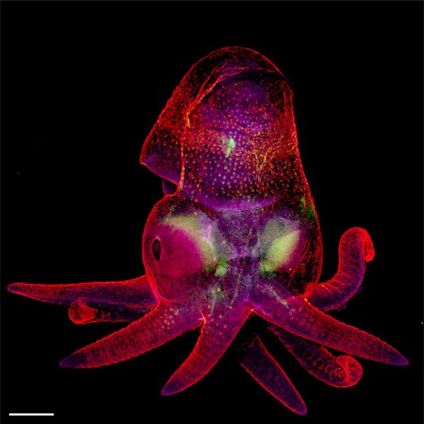 Снимок Octopus bimaculoides embryo фотографов Martyna Lukoseviciute и Dr. Carrie Albertin , занявший 19-е место в фотоконкурсе Nikon Small World - 2019 Снимок Octopus bimaculoides embryo фотографов Martyna Lukoseviciute и Dr. Carrie Albertin , занявший 19-е место в фотоконкурсе Nikon Small World - 2019 - Sputnik Латвия