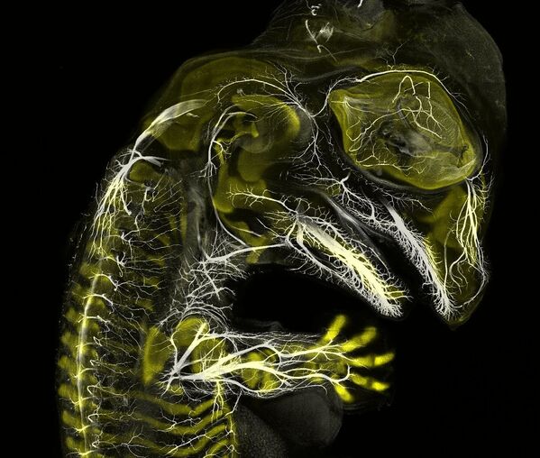 Снимок Alligator embryo developing nerves and skeleton американских фотографов Daniel Smith Paredes & Dr. Bhart-Anjan S.Bhullar, занявший 3-е место на фотоконкурсе Nikon Small World - 2019 Снимок Alligator embryo developing nerves and skeleton американских фотографов Daniel Smith Paredes & Dr. Bhart-Anjan S.Bhullar, занявший 3-е место на фотоконкурсе Nikon Small World - 2019 - Sputnik Латвия