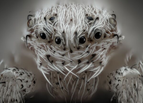 Снимок Small white hair spider испанского фотографа Javier Rupérez, занявший 6 место на фотоконкурсе Nikon Small World - 2019 Снимок Small white hair spider испанского фотографа Javier Rupérez, занявший 6 место на фотоконкурсе Nikon Small World - 2019 - Sputnik Латвия