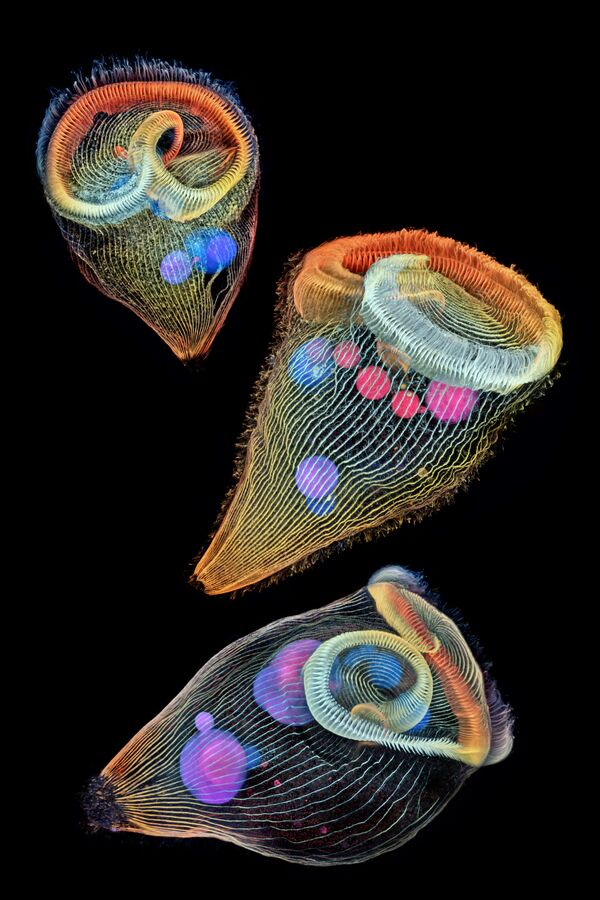 Снимок фотографа Dr. Igor Siwanowicz, занявший 2 место на фотоконкурсе Nikon Small World 2019 Снимок фотографа Dr. Igor Siwanowicz, занявший 2 место на фотоконкурсе Nikon Small World 2019 - Sputnik Латвия