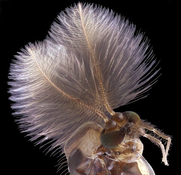 Снимок Male mosquito фотографа Jan Rosenboom, занявший 4-е место на фотоконкурсе Nikon Small World - 2019 Снимок Male mosquito фотографа Jan Rosenboom, занявший 4-е место на фотоконкурсе Nikon Small World - 2019 - Sputnik Латвия