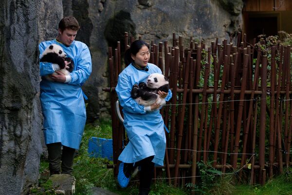 Работники зоопарка с детенышем панды в зоопарке в Брюглетте, Бельгия - Sputnik Латвия