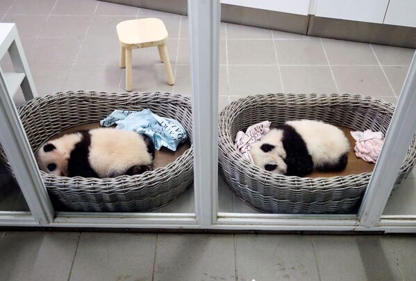 Трехмесячные детёныши-близнецы панды Бао Ди и Бао Мей в зоопарке Брюглетте, Бельгия - Sputnik Латвия