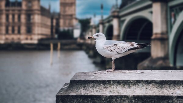 A gull against the background of Big Ben, London - Sputnik Latvija