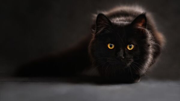 Черный кот - Sputnik Latvija