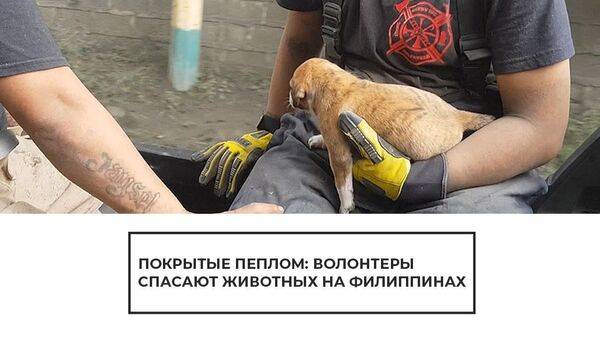 Извержение вулкана на Филиппинах: волонтеры пытаются найти выживших животных - Sputnik Латвия