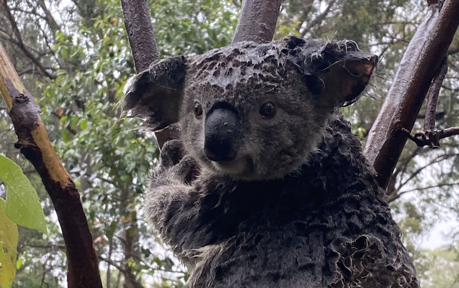 Опасные животные коала