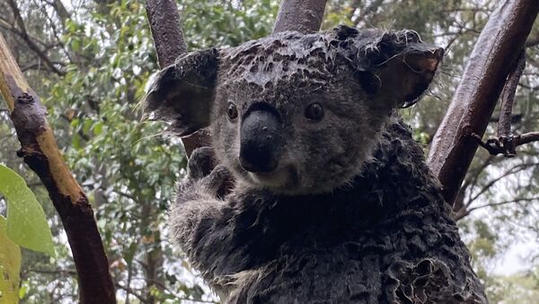 Коала в Австралийском парке рептилий после ливня, который потушил лесной пожар - Sputnik Latvija