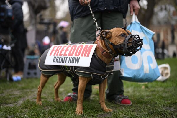 Собака одного из сторонников Brexit на торжественных мероприятиях, посвященных выходу Великобритании из ЕС (Brexit Party) на площади Парламента в Лондоне вблизи Вестминстерского дворца. - Sputnik Латвия