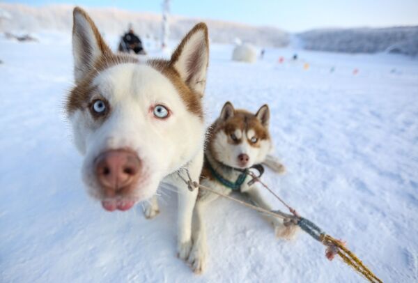 Ездовые собаки породы сибирский хаски в туристическом парке Северное сияние в Мурманской области - Sputnik Латвия