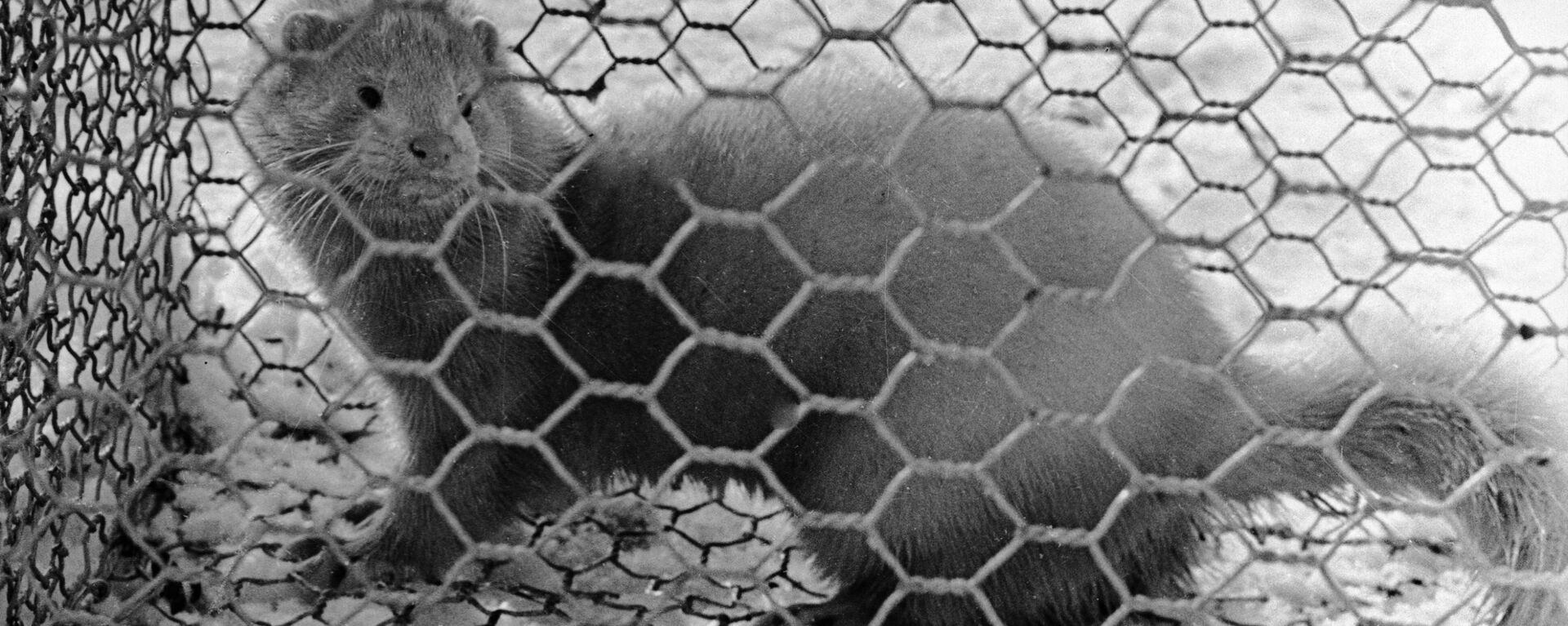 Норка в клетке звероводческого хозяйства, архивное фото - Sputnik Латвия, 1920, 27.11.2020
