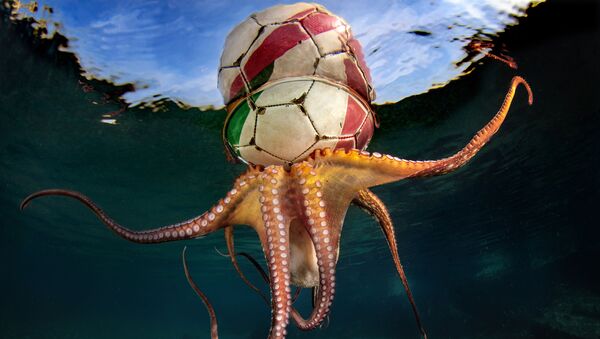 Снимок Octopus Training итальянского фотографа Pasquale Vassallo, победивший в категории Behaviour конкурса The Underwater Photographer of the Year 2020 - Sputnik Латвия