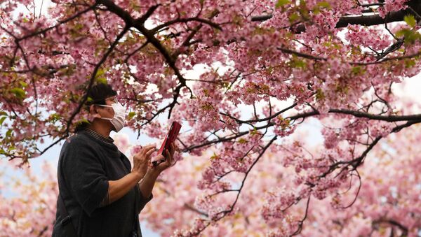 Женщина во время фотографирования цветущей вишни в Японии  - Sputnik Латвия