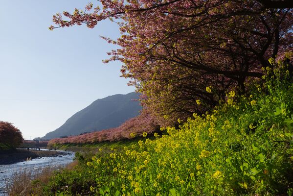 Sakuras ziedēšana un rapša ziedi Japānā - Sputnik Latvija