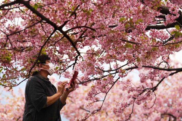 Sieviete fotografē ziedošu ķiršu koku Japānā - Sputnik Latvija