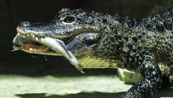 Siāmas krokodils. Foto no arhīva - Sputnik Latvija